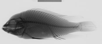 Media type: image;   Ichthyology 131295 Aspect: lateral,description